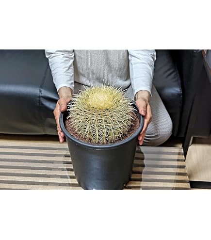 Amazon｜（多肉植物）サボテン オプンティア バニーカクタス ホワイト